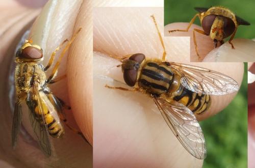 Réf. 238 116 : Parhelophilus versicolor